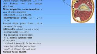 05 Skin amp Fascia 2 Fascia Anatomy Intro Dr Ahmed Kamal YouTube [upl. by Yarazed]