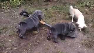 SharPei Puppies  wrinkly blue amp lilac sharpei puppies with chihuahua [upl. by Hsot577]