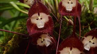 Monkey Face Orchid Dracula simia  Flower funny video  Ορχιδέες [upl. by Jimmy]