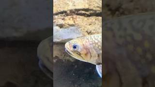 Brook trout at Pittsburgh Zoo and aquarium September 2023 [upl. by Ayikan937]