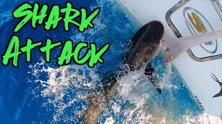 Bahamas Yellow Tail  Shark Attacks Boat  Zebco Dock Demon  Freeport [upl. by Svend]