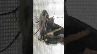 Grammodes stolida  The migratory moth [upl. by Anatak]