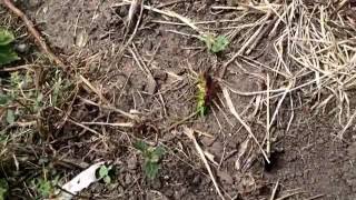 Great golden digger wasp sphex experiment 1 [upl. by Niatsirk]