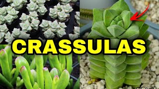 20 TIPOS DE CRASSULA [upl. by Yddur674]