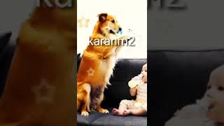 Funny funny dog funnyvideo karanM2 [upl. by Mariam]