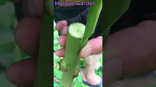 new top 1 tree grafting technique garden treegraftingplants [upl. by Hsotnas]