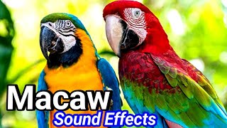 Parrot sound short video  Macaw sound effects [upl. by Vasta]