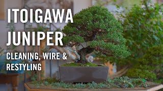 Itoigawa juniper bonsai Cleaning wire and styling at Bjorn Bjorholms Eiseien [upl. by Oninrutas201]