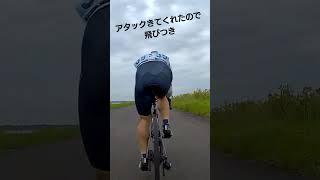 241026 AACA12 shorts aaca cycling ロードバイク [upl. by Standish]