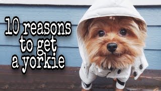 10 Reasons to get a Yorkie [upl. by Clauddetta]