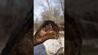 Razorback musk turtle RazorBacked [upl. by Releyks]