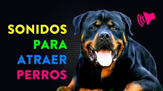 Sonidos para Atraer Perros  ¿Cómo reacciona tu perro [upl. by Ledba]