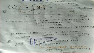 Liver Anatomy  Part 1  AbdomenAnatomy  TCML [upl. by Latin]