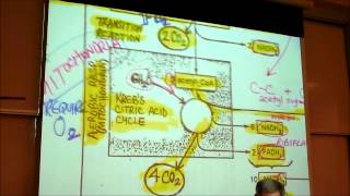 BIOLOGY CELLULAR RESPIRATION 2012 Part 2 by Professor Finkwmv [upl. by Thierry]