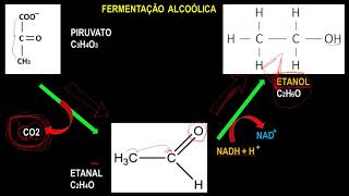 RESPIRAÇÃO ANAERÓBICA FERMENTAÇÃO  ALCOÓLICA ACÉTICA E LÁTICA [upl. by Yeldahc]