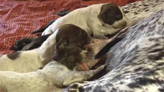 HUNTING DOG PUPPIES  Deutsch Kurzhaar DonauWirbeln quotD2quot Litter  1 [upl. by Klenk]