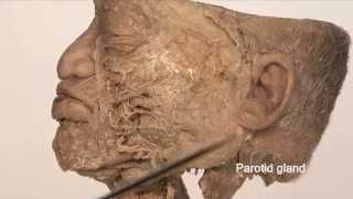 Anatomy Series Facial Nerve by Dr Shakti Chandra [upl. by Lleret]