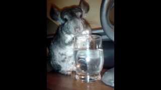 Chinchilla drinking water from the glass [upl. by Chem]