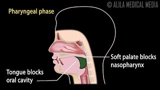 Swallowing Reflex Phases and Overview of Neural Control Animation [upl. by Eugatnom]