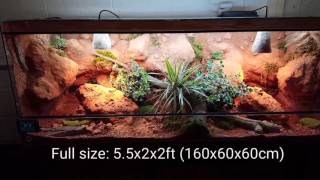 Bearded dragon natural vivarium desert habitat [upl. by Nylatsirk]