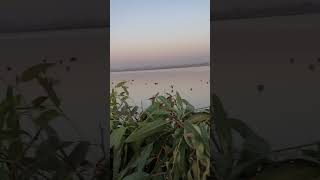 Gadwall pintail teal pochard hunting in pakistan  duckhunting [upl. by Shreve]