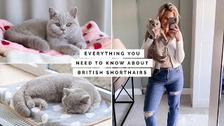 10 THINGS YOU NEED TO KNOW ABOUT OWNING A BRITISH SHORTHAIR KITTEN  CAT [upl. by Eihtak]