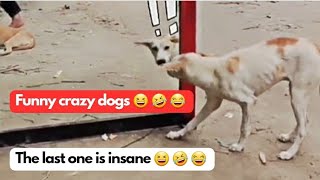 Funny crazy dogs funnyvideo viralvideo trending dog [upl. by Gran]