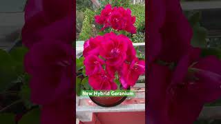 New Hybrid Geranium [upl. by Arbuckle]