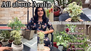 All about Aralia Ornamental Plant🍀  अरेलिया की पूरी जानकरी  Care Fertilizer Location [upl. by Zacks]