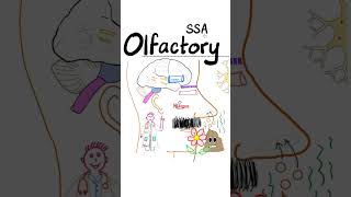 Olfactory Nerve 1st Cranial NerveNeuroanatomy Review Series [upl. by Ennaxxor]