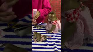 Adorable baby monkey monkeylove monkeybaby adorable adorablemonkey babyanimal monkeysmart [upl. by Aenet]