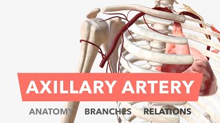 Axillary Artery  Anatomy Branches amp Relations [upl. by Einalem]