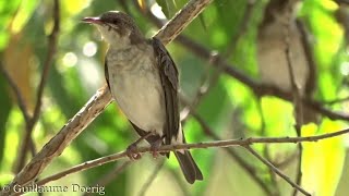 Brownbacked Honeyeater Ramsayornis modestus  Cattana Wetlands Queensland AUSTRALIA [upl. by Oicam]