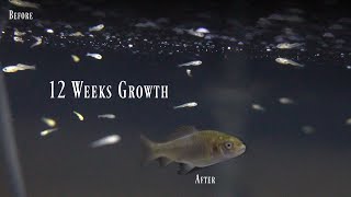 12 Weeks Of Raising Baby Koi Troubling Results [upl. by Pucida624]