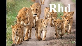 Lions pride of Africa the hunt for giraffe part 1 Nature 2018 Hd Documentary [upl. by Nawek]