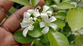 How to grow and care Manu kamini flower plant [upl. by Aenert818]