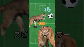 サッカー大会 動物 [upl. by Ydissahc]