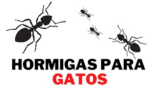 Video de Hormigas para Gatos ✅ 1 HORA ✅ Juego de Hormigas Corriendo en Pantalla [upl. by Keryt877]