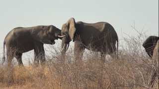 African Elephant Loxodonta africana Ecology [upl. by Xenos]