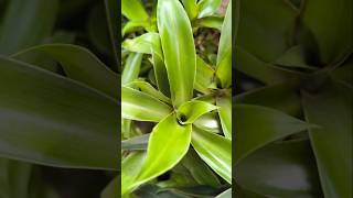 Como fazer mudas da Callisia Fragrans [upl. by Kcirdez875]