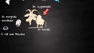 Anatomie  Hirnnerven Nervus Facialis Teil 23 [upl. by Adnovaj]