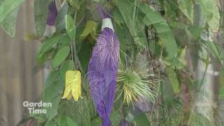 Fall Clematis Care [upl. by Arik]