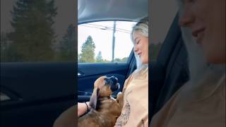 boxer puppy first howl 🥹 shorts boxer puppy pets funny dog dogs viralvideo [upl. by Jeffie]