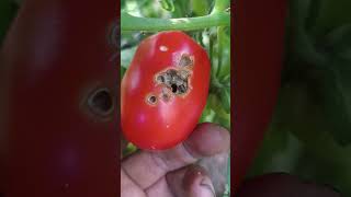 Daño por gusano en tomate tomato [upl. by Assirak]