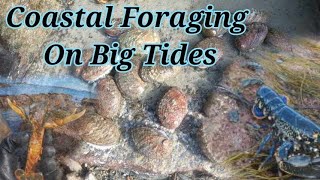 Coastal Foraging Big Spring Tides [upl. by Hershell]