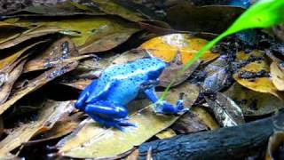 Dendrobates azureus shedding [upl. by Atnicaj]