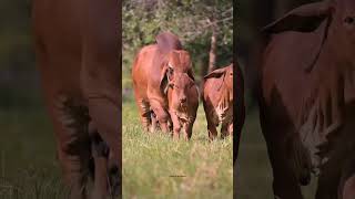 AnimalslifevideosCowbeautifulvideosforlifeAnimalcowforlovevideosbeautifulbabylife [upl. by Assiar]