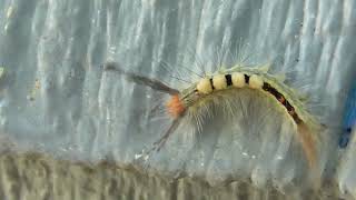 Whitemarked Tussock Moth Caterpillar [upl. by Pritchett895]