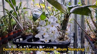 덴드로비움 파메리 페탈로이드알붐 싱잉 Dendrobium farmeri petaloidalbum Hsinying [upl. by Auburta]