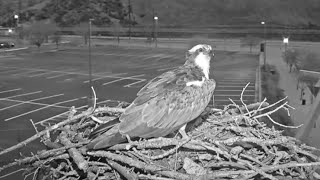 Iris The Osprey Returns To Her Nest In Hellgate Canyon – April 5 2024 [upl. by Dunlavy779]